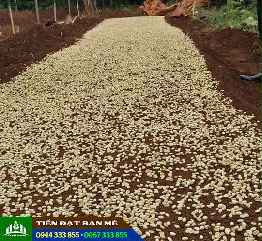 gieo_hat_giong_ca_phe Gieo hạt giống cà phê trên luống