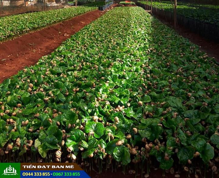 gieo_uom_ca_phe_giong Gieo ươm cà phê giống