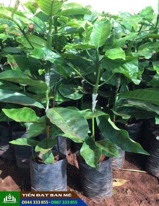 cay_giong_ca_phe Cây giống cà phê ghép