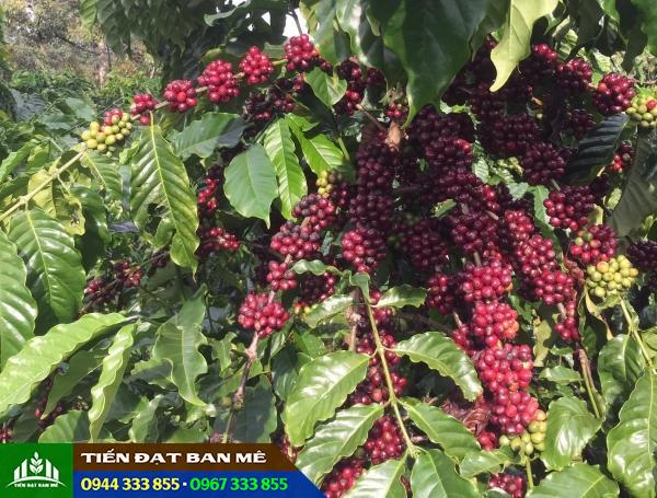 giong-ca-phe-xanh-lun Giống cà phê xanh lùn