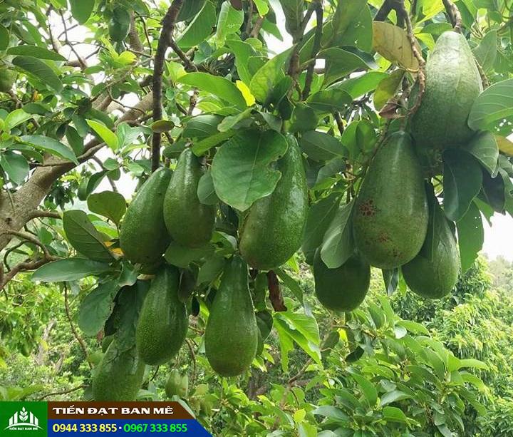 giong_bo_tu_quy_duc_huan Giống bơ tứ quý