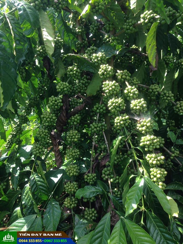 Giống cà phê dây Thuận An Giống cà phê dây Thuận An