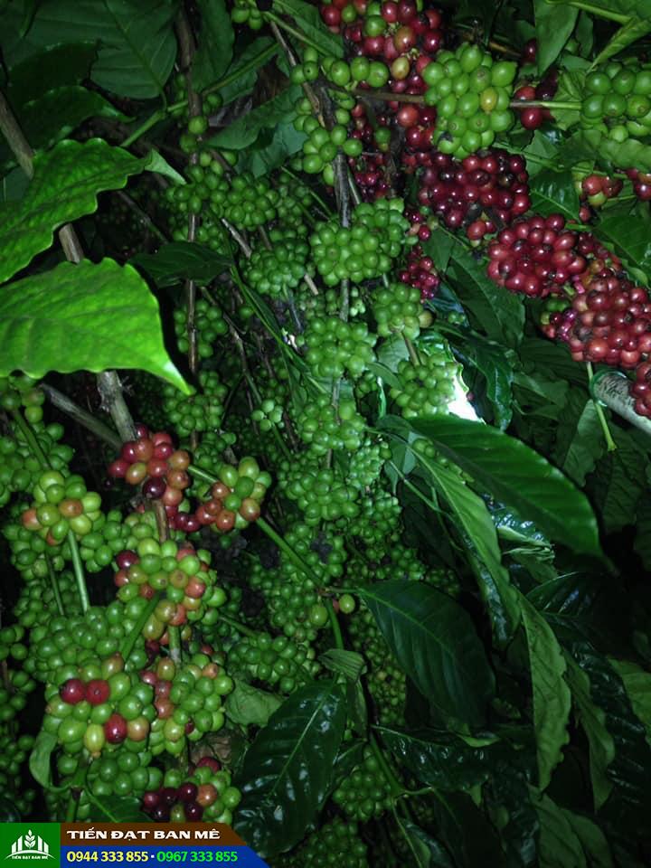 Cà phê dây Thuận An Cà phê dây Thuận An