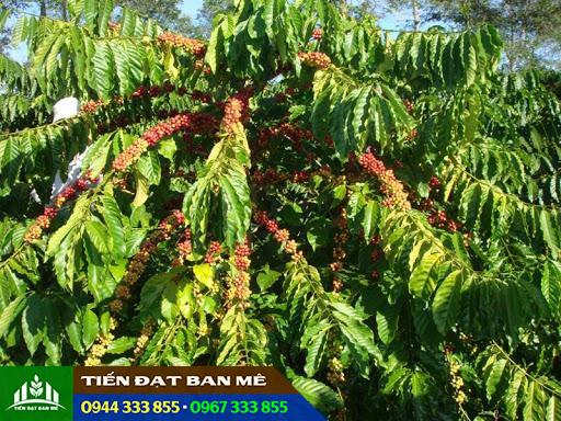 giong_ca_phe_tr9 Giống cà phê TR9 Eakmat