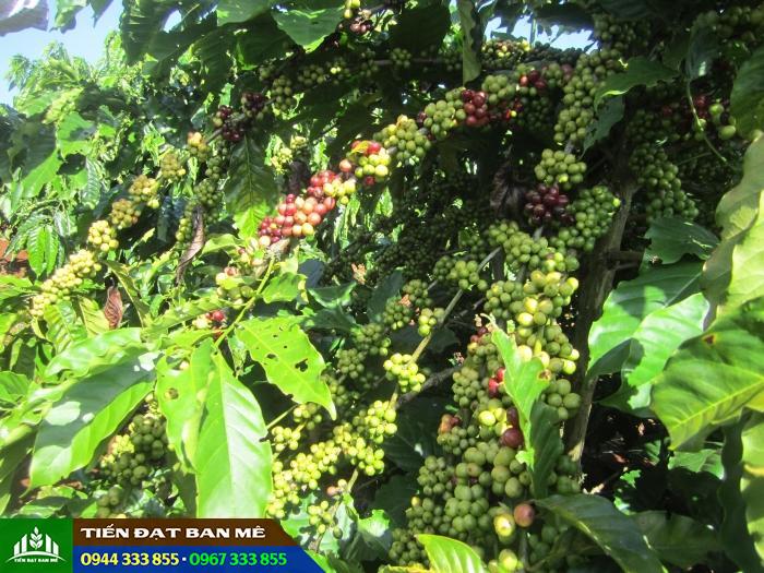 hinh_anh_giong_ca_phe_tr9 Hình ảnh giống cà phê TR9