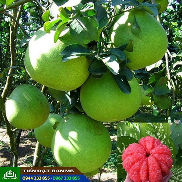 buoi_ruby_ruot_do_thai_lan Bưởi ruby ruột đỏ Thái Lan