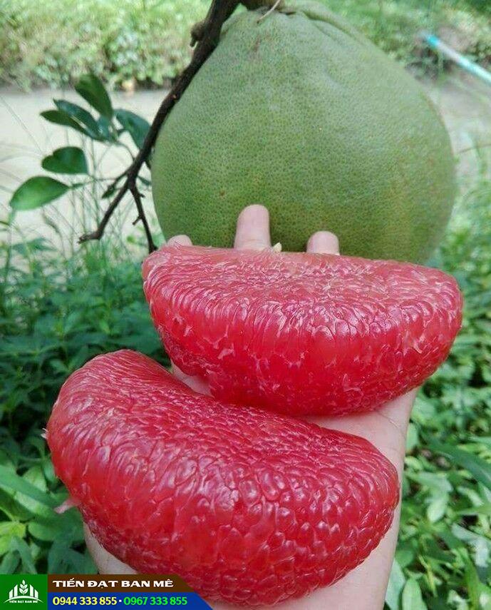giong_buoi_ruby_ruot_do Giống bưởi ruby ruột đỏ