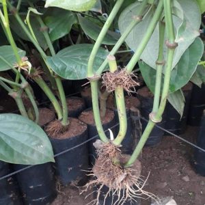 Cây giống tiêu ác các loại