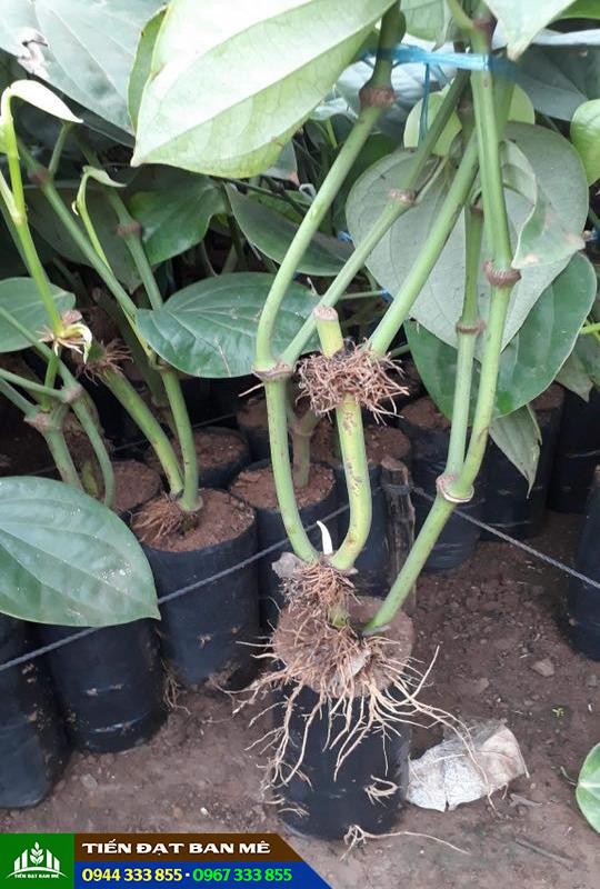 Cây giống tiêu ác các loại Cây giống tiêu ác các loại