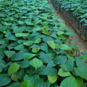 Cây giống tiêu trâu Tây Nguyên