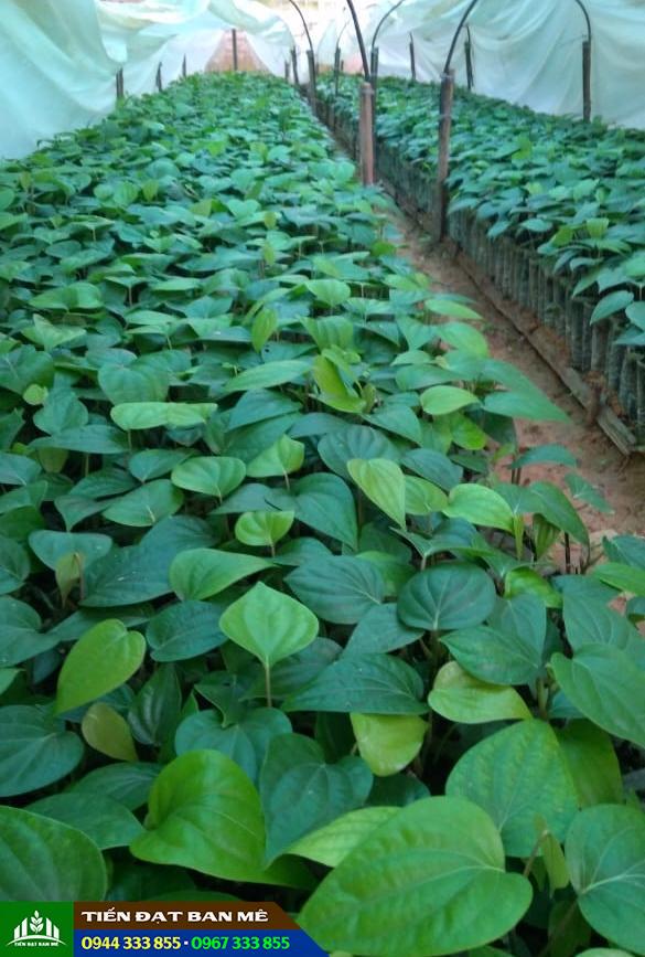 cay_giong_tieu_trau_tay_nguyen Cây giống tiêu trâu Tây Nguyên
