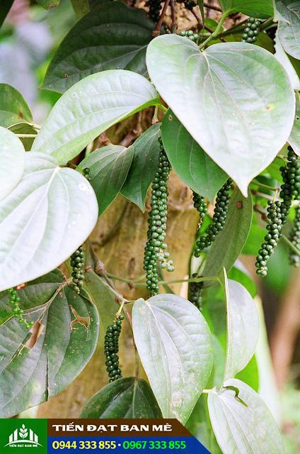 giong_tieu_trau_khang_nam_benh