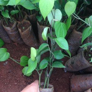 Cây giống tiêu vĩnh linh