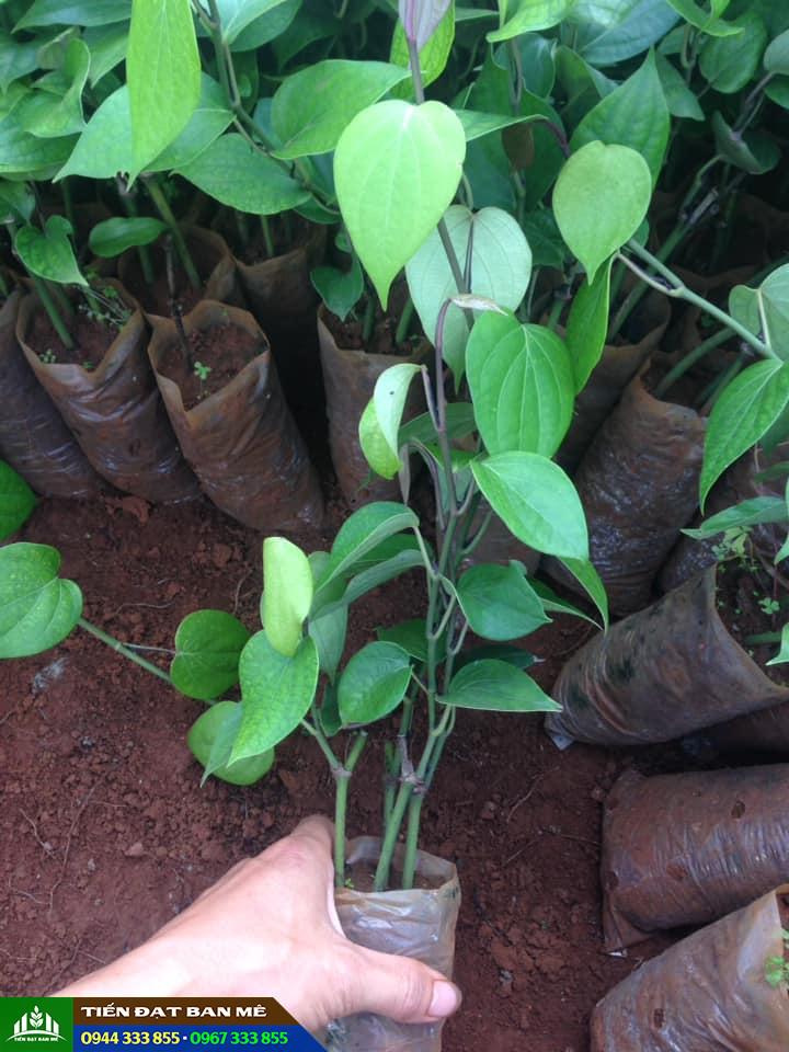 Cây giống tiêu vĩnh linh Cây giống tiêu vĩnh linh