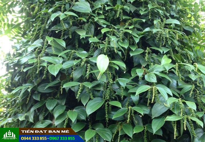 giong_tieu_vinh_linh_nang_suat_cao Giống tiêu vĩnh linh năng suất cao