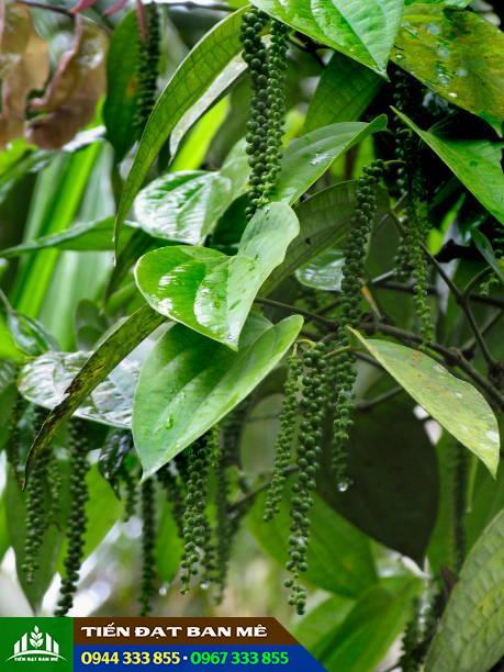 Piper Nigrum, Pepper. Family: Piperaceae. An evergreen climber. Kerala, India