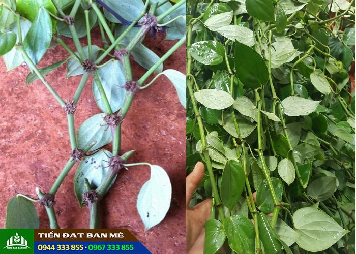 Phân biệt tiêu lươn và tiêu ác Phân biệt tiêu lươn và tiêu ác