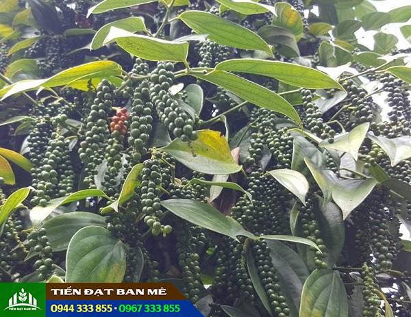 Tiêu ác các giống năng suất cao Tiêu ác các giống năng suất cao