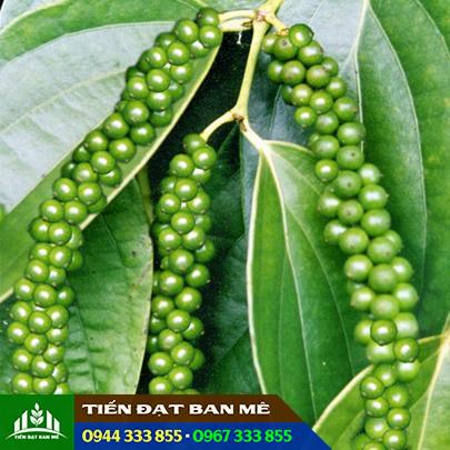 tieu_giong_vinh_linh_2 Giống tiêu vĩnh linh