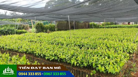 Vườn ươm tiêu giống (tiêu lươn tiêu ác) Vườn ươm tiêu giống (tiêu lươn tiêu ác)