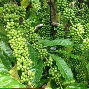Bán giống cà phê TR4 (138)