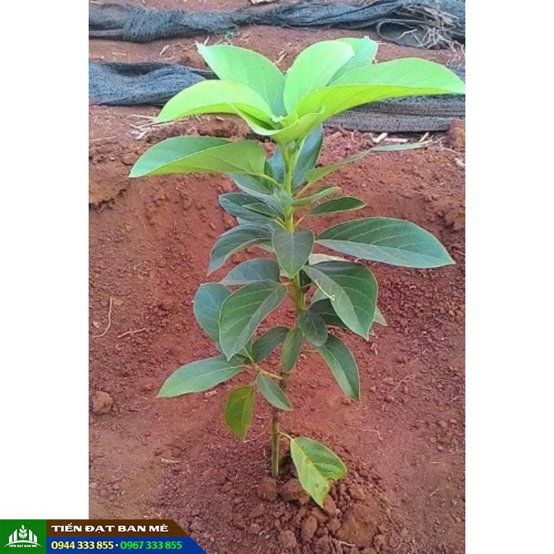 cay_giong_bo_tu_quy Cây giống bơ tứ quý