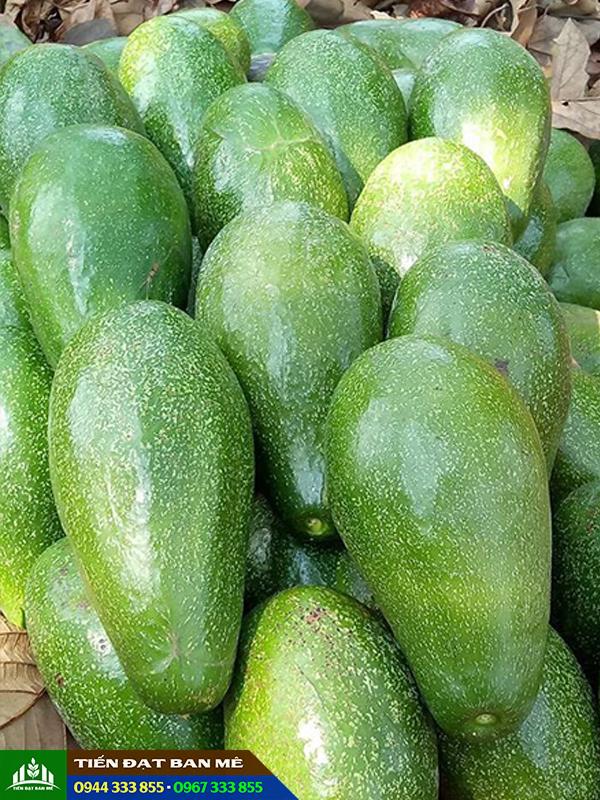 giong_bo_tu_quy Giống bơ tứ quý