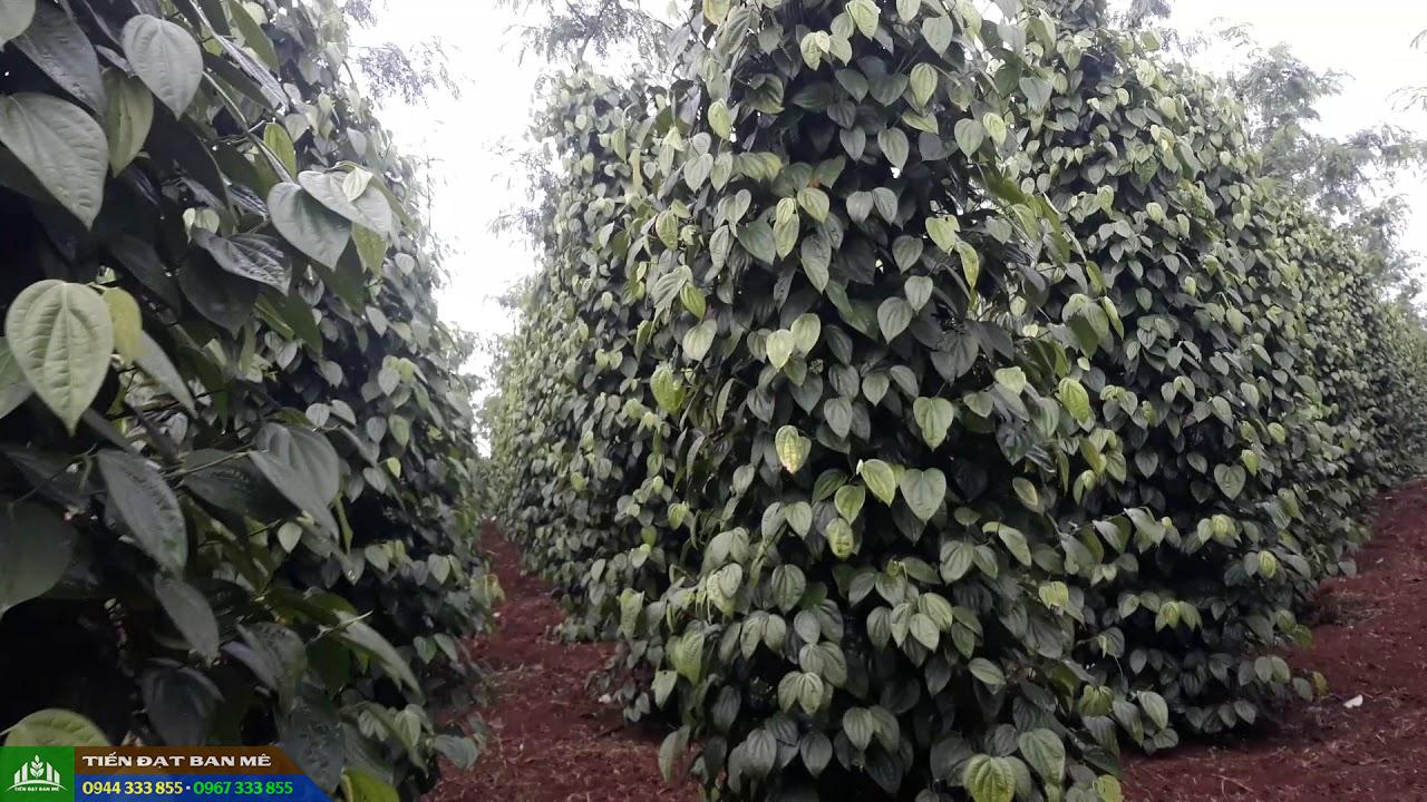 Giới Thiệu Giống Tiêu Sri Lanka - Tiêu Năng Suất Cao Kháng Bệnh