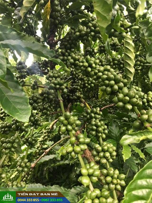 Giống cà phê vối TR5 - Nhiều ưu điểm nổi trội