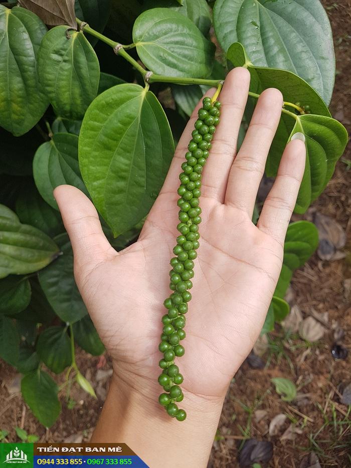 Cây giống Tiêu Srilanka - Tiến Đạt Ban Mê
