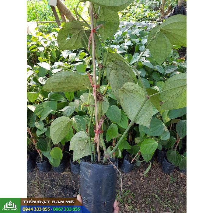 Cây giống Tiêu Srilanka Chuẩn Giống