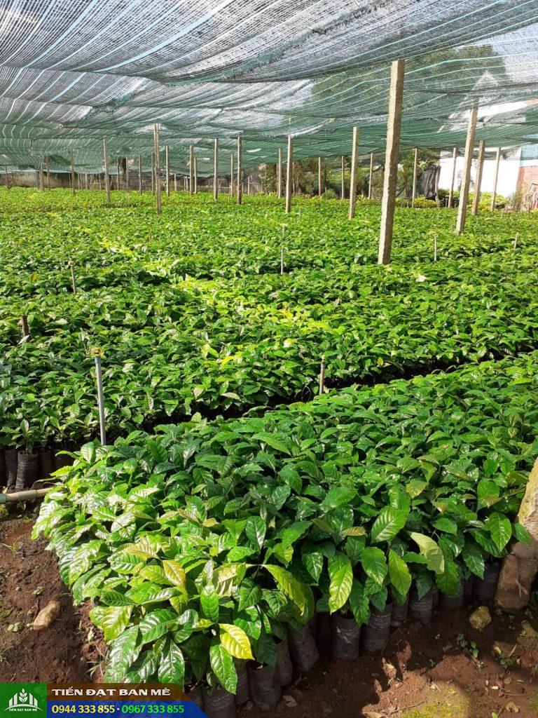 Cây giống cà phê TR9 (414) - Ghép và thực sinh