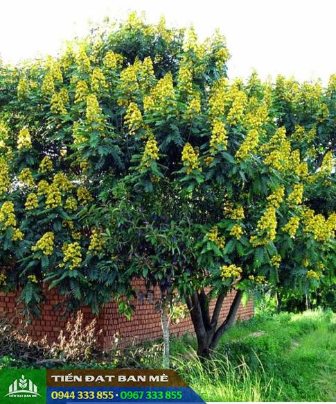 Cây muồng đen lấy gỗ