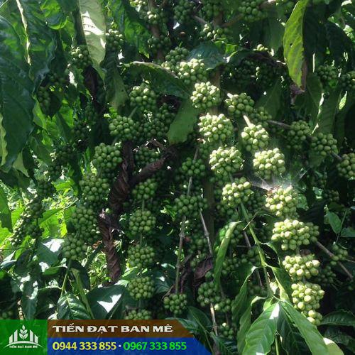 Giống cà phê TR5 - Viện Eakmat nghiên cứu và phát triển