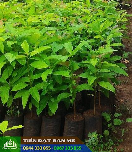 Cây bơ thực sinh