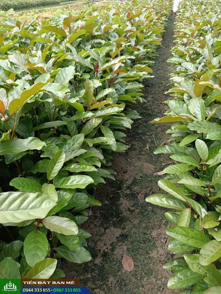 Bán Giống cây Gáo Vàng
