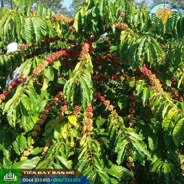 Giống cà phê vối TR9 - Viện Eakmat