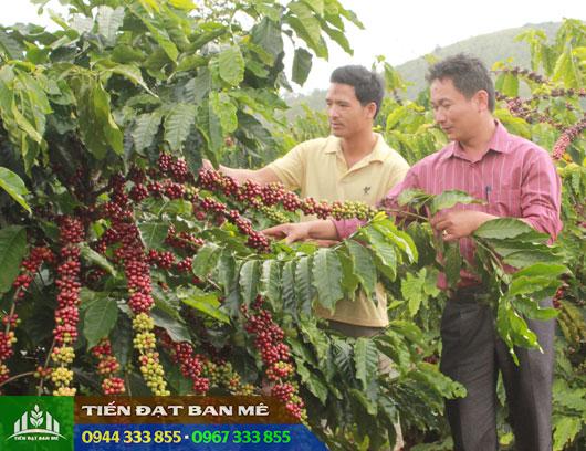 Cây giống cà phê TR9 (414)