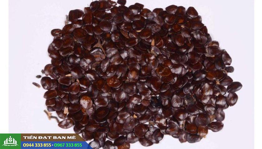 Hạt giống cây muồng đen