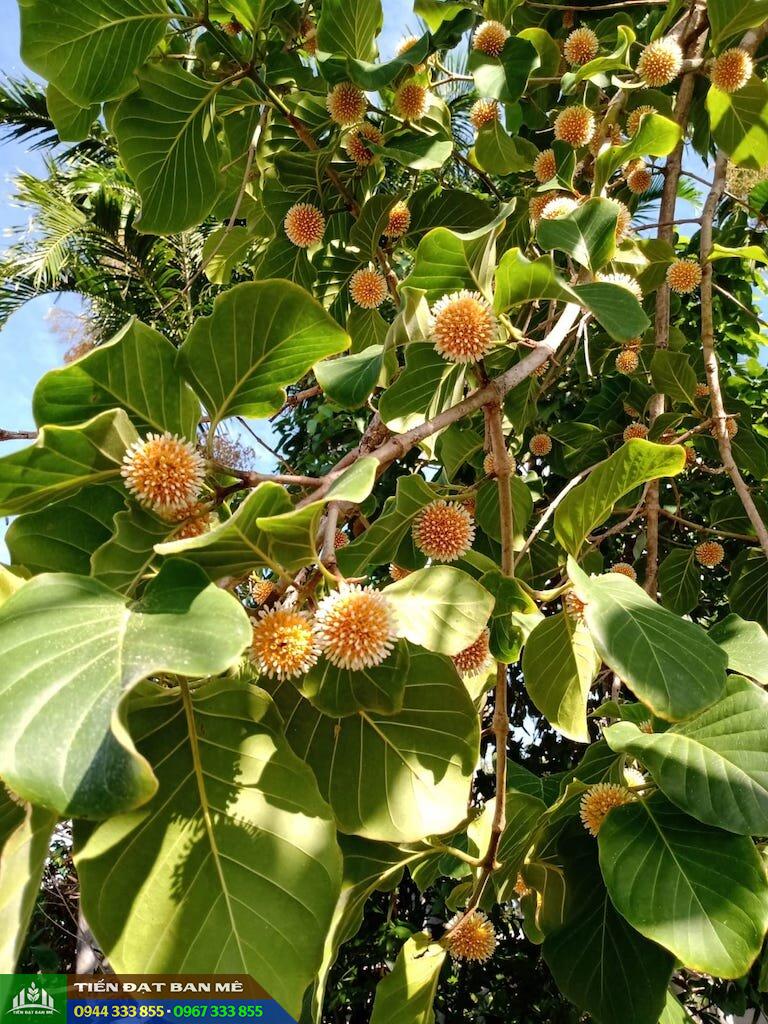Nauclea orientalis (Cây gáo vàng)