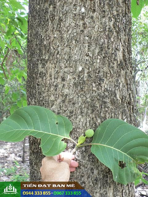 Cây gáo vàng (Nauclea orientalis) chuyên lấy gỗ