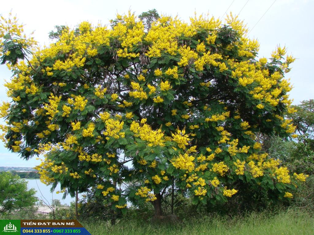 Cây muồng đen hoa vàng