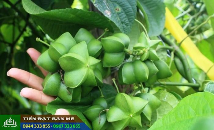 Cây sachi (Sacha Inchi - Tên khoa học: Plukenetia volubilis)