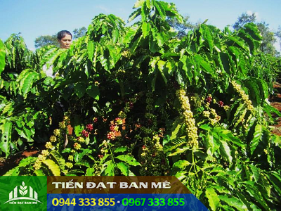 Giống cà phê TRS1 (Giống cà phê thực sinh)