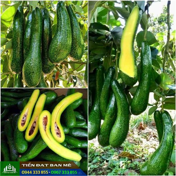 Giong_bo_034_trai_dai Giống bơ 034 trái dài