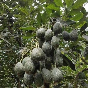 Giống bơ Hass hương vị thơm ngon
