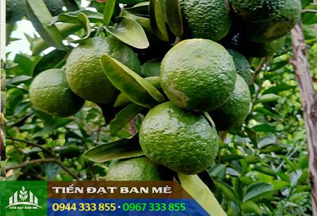 Giong_cay_cam_sanh Giống cây cam sành