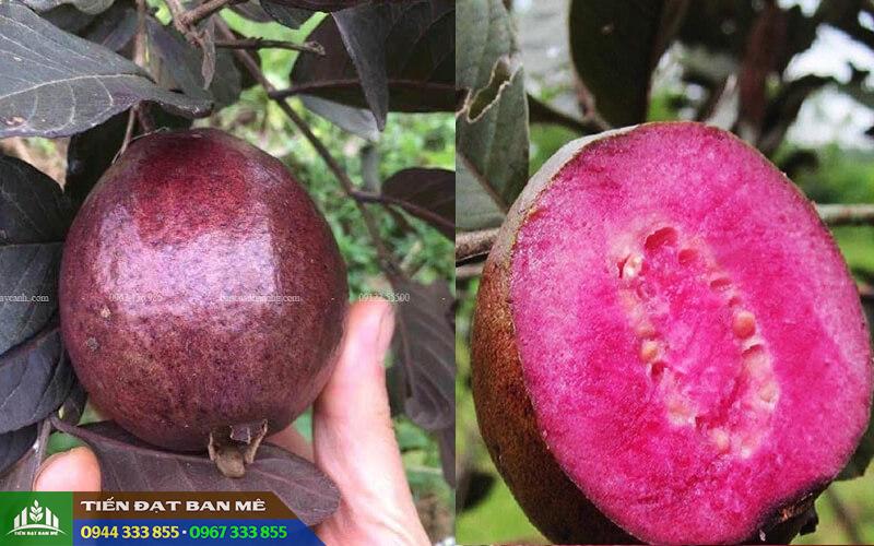 Giong_oi_moi_oi_tim_ma_lai Giống ổi tím Mã Lai