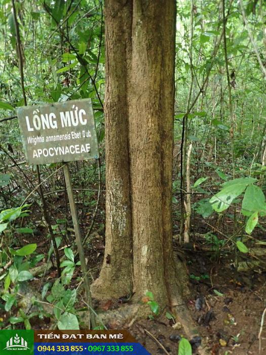 Wrightia_annamensis_cay_long_muc_thung_muc Cây lồng mức (thừng mực) - Tên khoa học: Wrightia annamensis