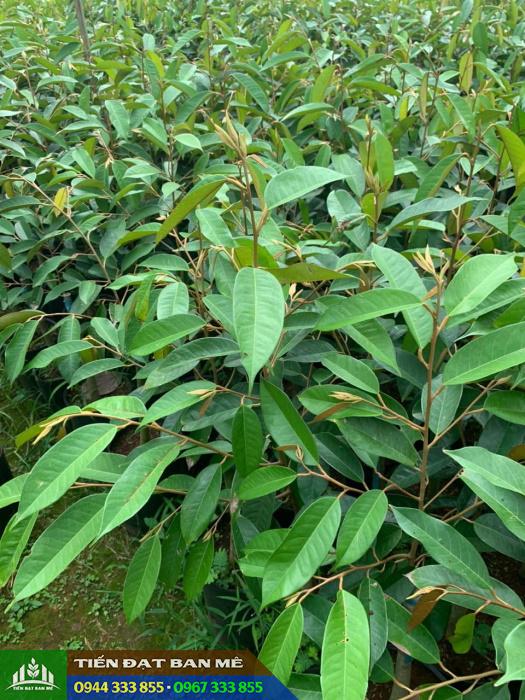 ban_cay_giong_sau_rieng_ri6 Bán cây giống sầu riêng Ri 6